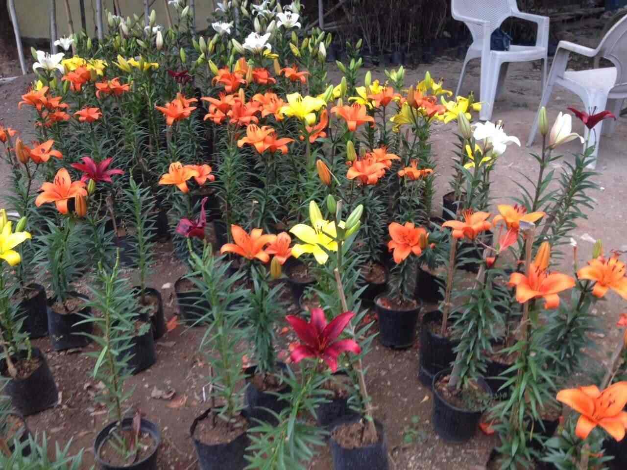 Krishna Nursery Jhansi Sadar Bazar Plant Nurseries In Krishna Nursery Jhansi Sadar Bazar Plant Nurseries In