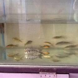 Edward Fish Aquarium Kudi Aquariums In Jodhpur Justdial