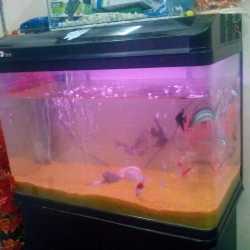 Mermaid Aquarium Decor Chopasni Housing Board Anti Bird Net