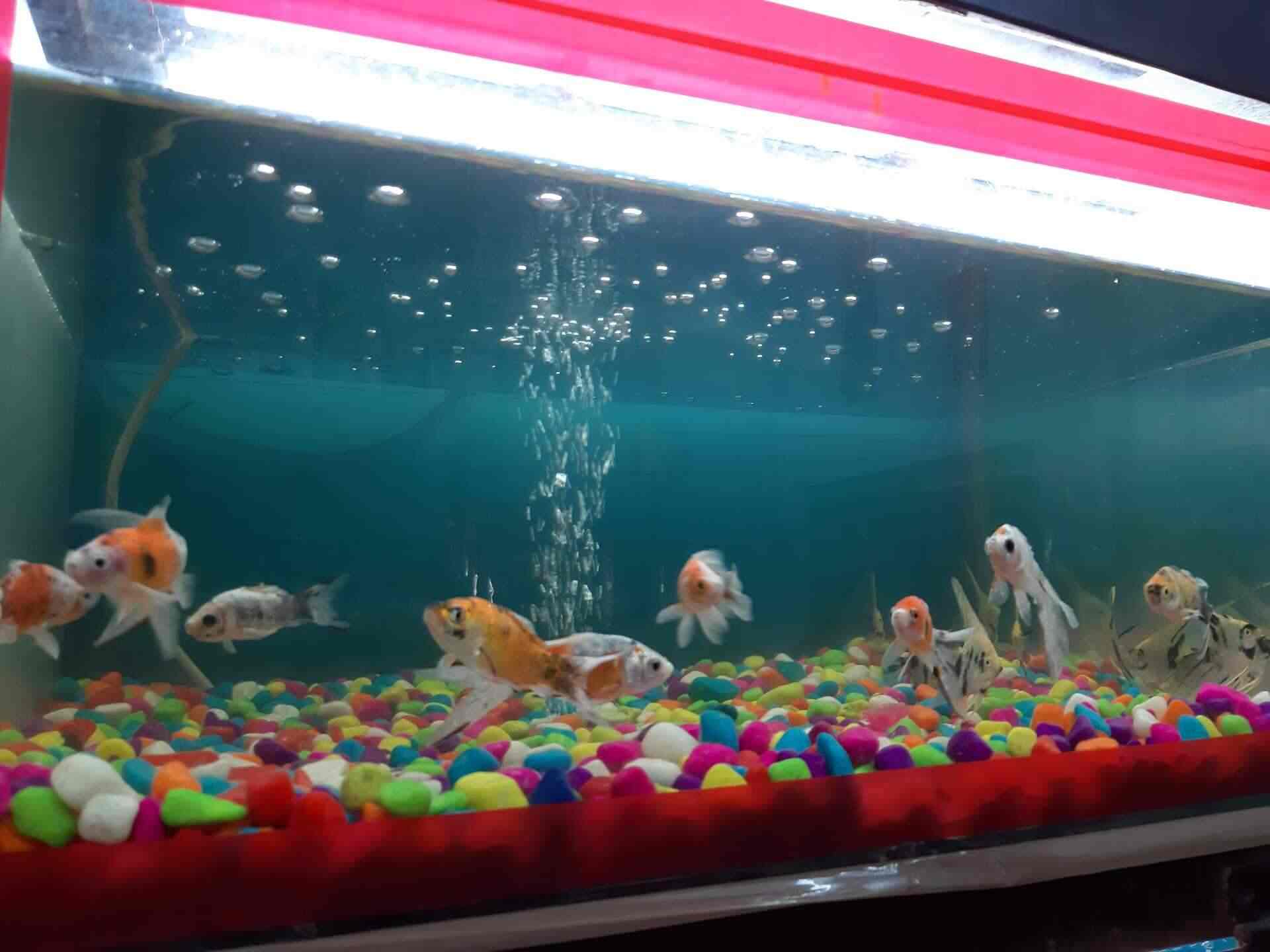 Mermaid Aquarium And Decor Chopasni Road Anti Bird Net Dealers