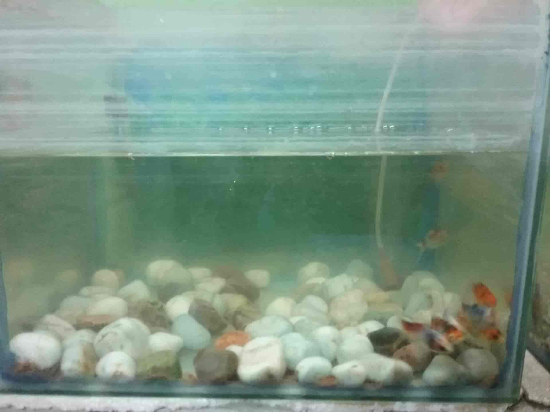 olx aquarium
