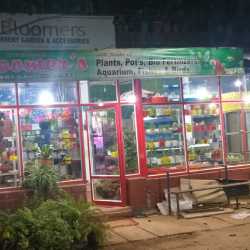 Bloomers Nursery Gardens And Pets Muzhappilangad Pet Shops In