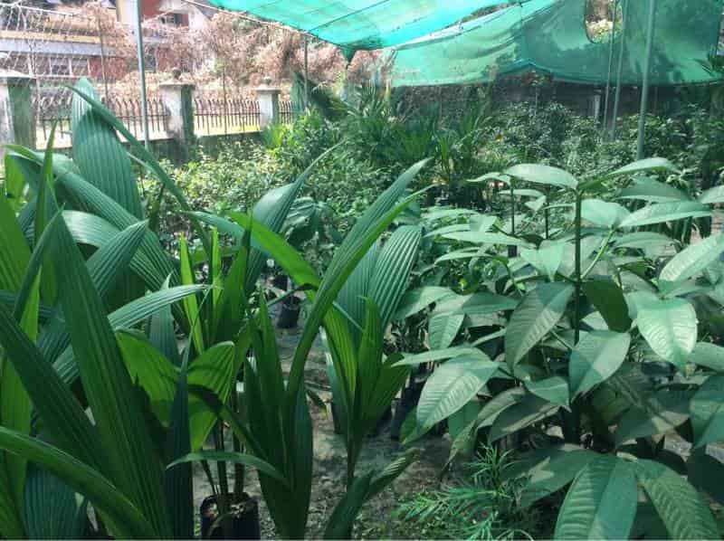 Malanad Nursery Gardens Kiliyanthara Plant Nurseries In Kannur Malanad Nursery Gardens Kiliyanthara
