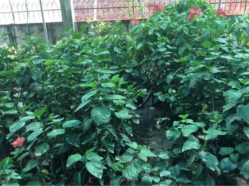 Malanad Nursery Gardens Kiliyanthara Plant Nurseries In Kannur Malanad Nursery Gardens Kiliyanthara