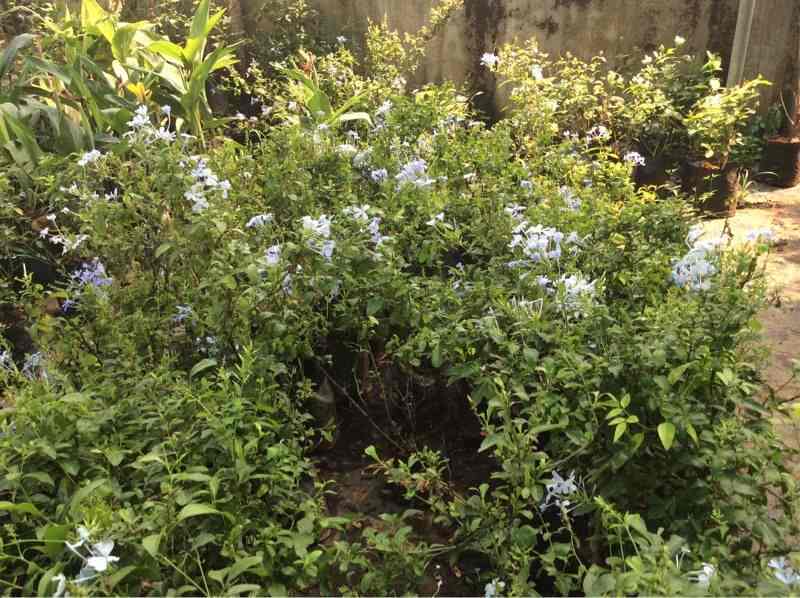 Malanad Nursery Gardens Kiliyanthara Plant Nurseries In Kannur Malanad Nursery Gardens Kiliyanthara