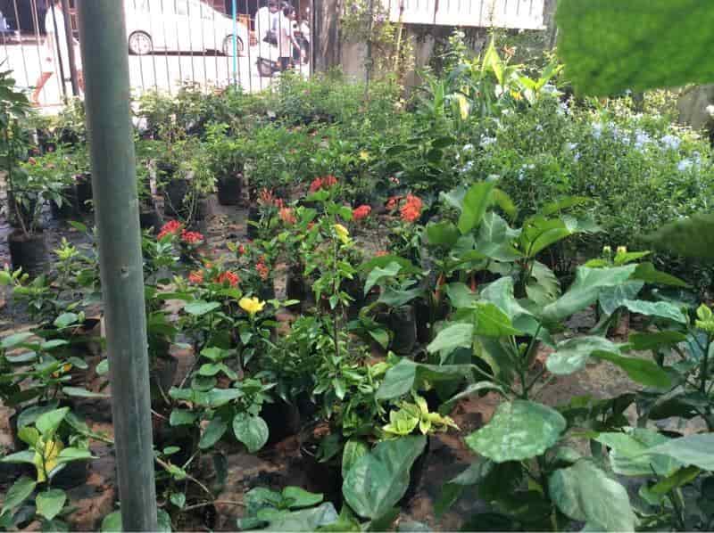 Malanad Nursery Gardens Kiliyanthara Plant Nurseries In Kannur Malanad Nursery Gardens Kiliyanthara
