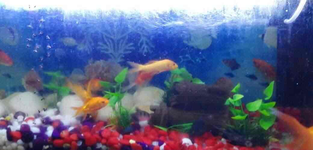 Guppy Aqua Pets Photos Chimeni Kasaragod Pictures Images