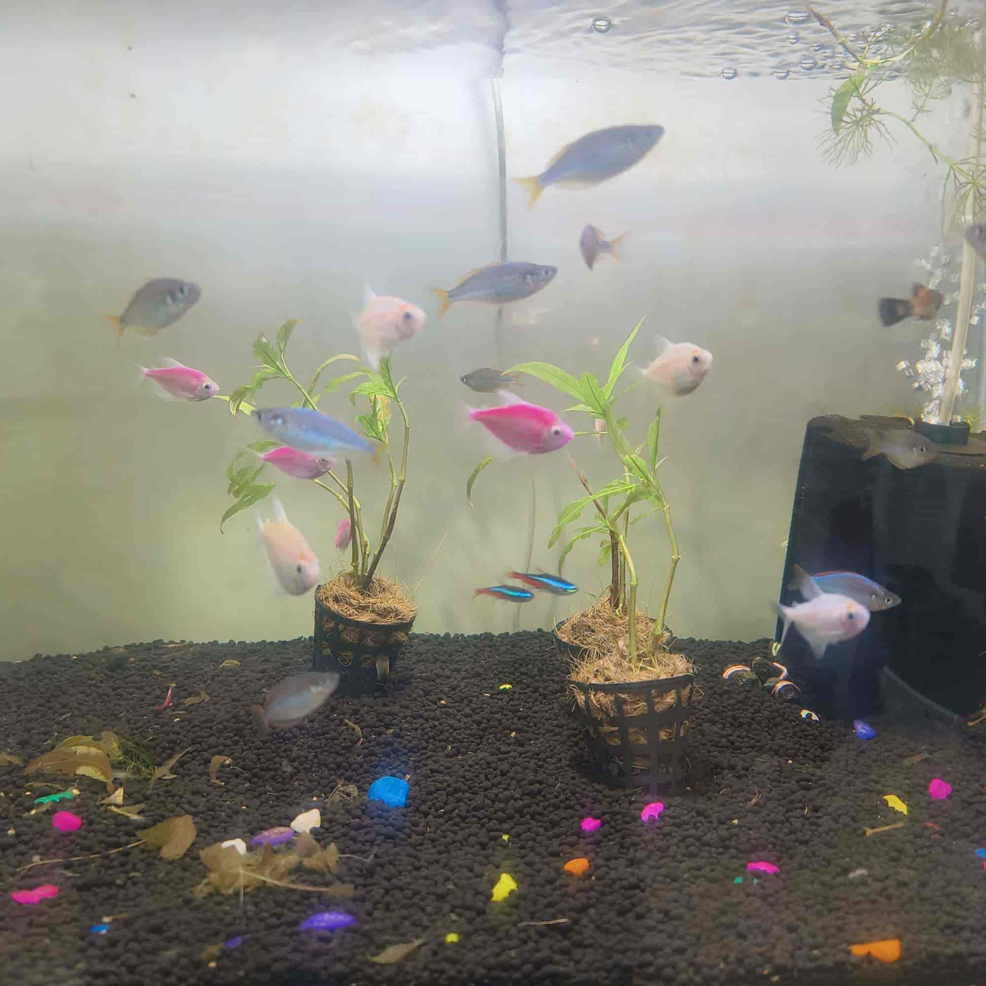 Aquarium pets near me best sale