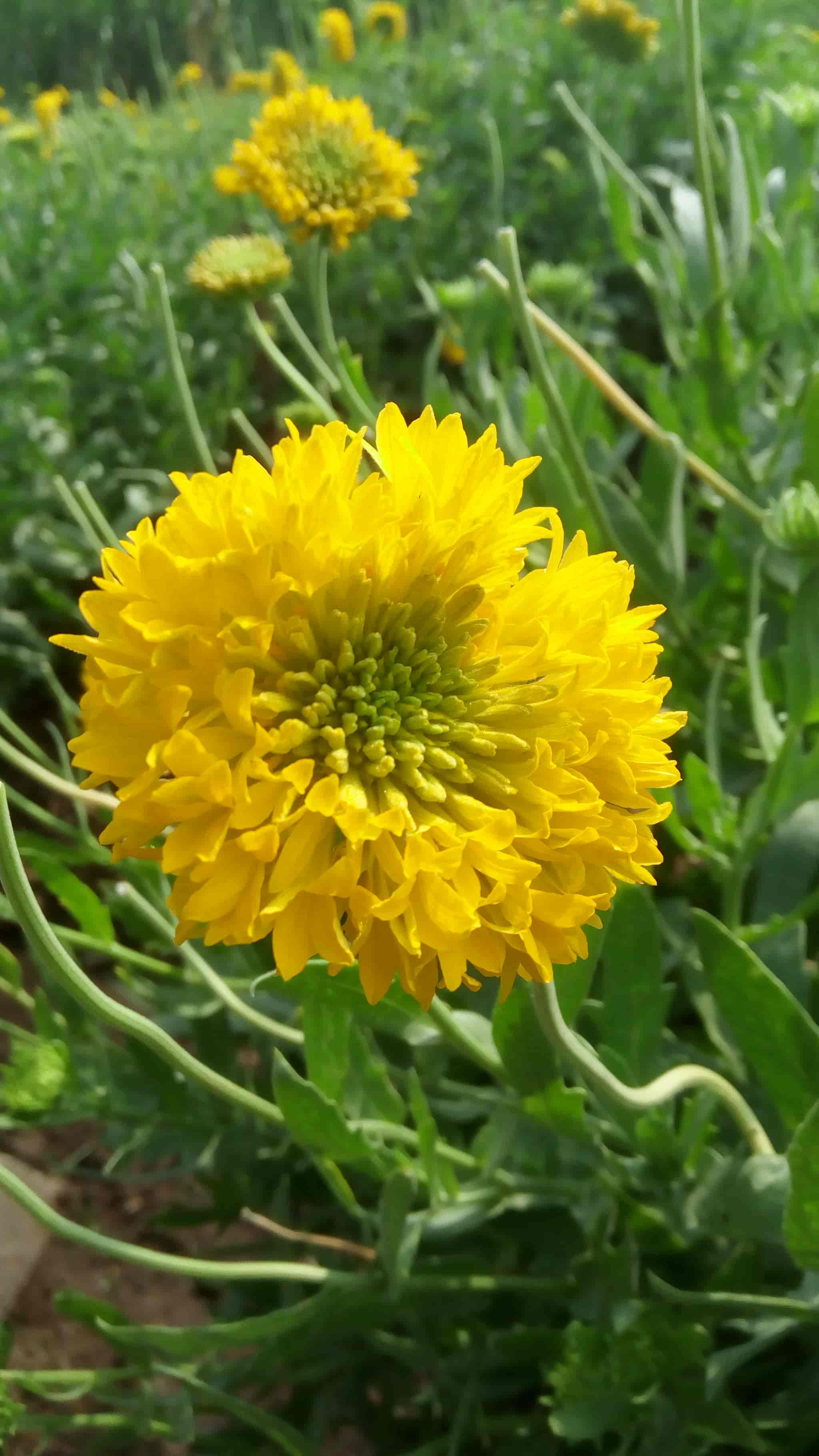 Samarth Galanda Flowers Shirol Florists In Kolhapur Justdial Samarth Galanda Flowers Shirol