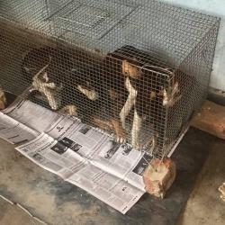 Mukundapur Animal Hospital Online