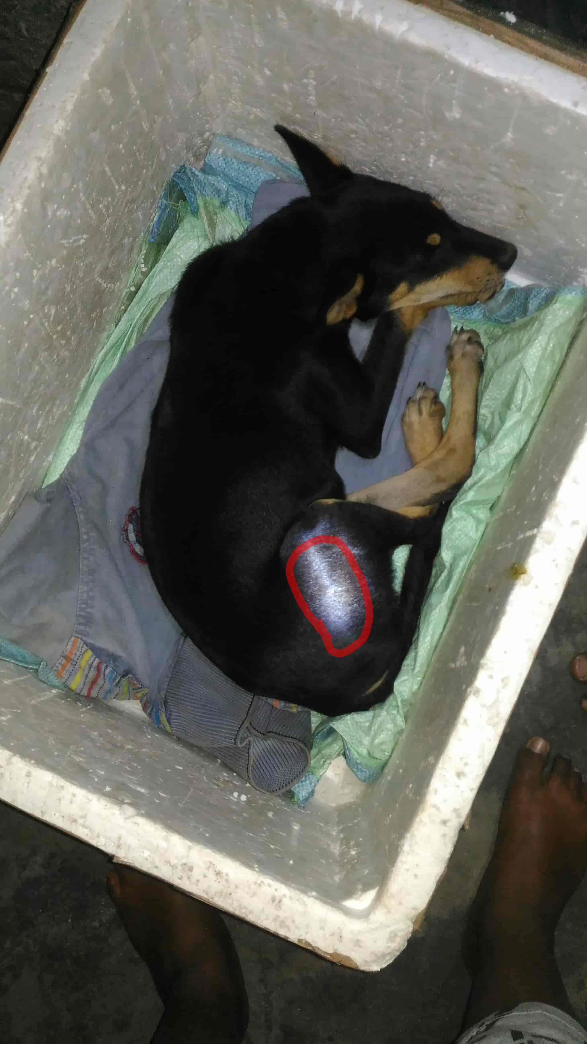 belgachia animal hospital