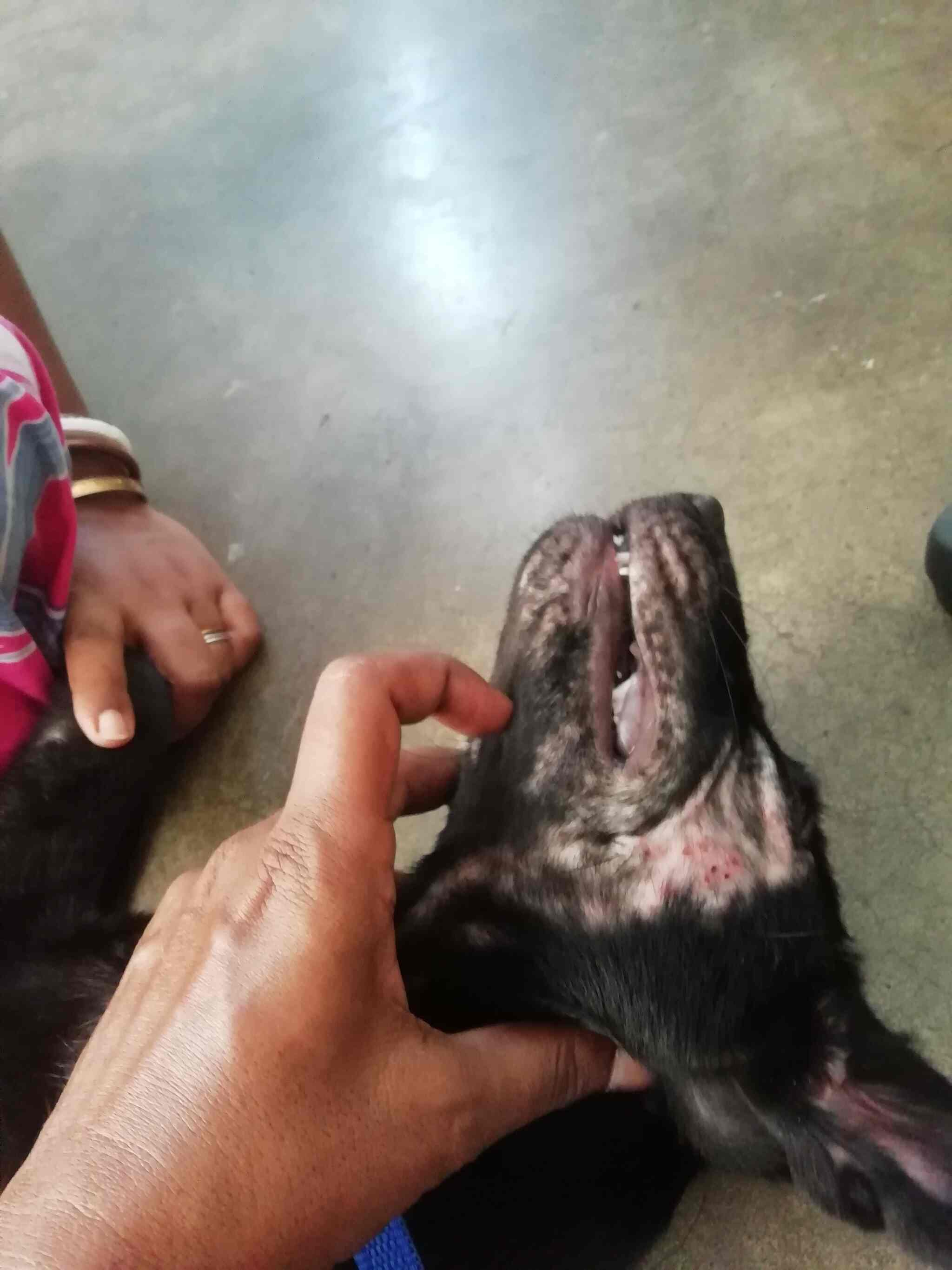 senior cat stopped eating