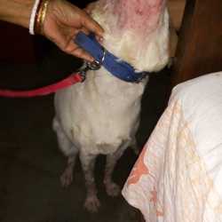 belgachia animal hospital