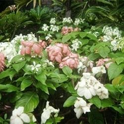 P K Nursery Plant Nurseries In Kolkata Justdial Flower Plant P K Nursery Photos Kolkata Nurseries