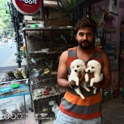 justdial dog shop