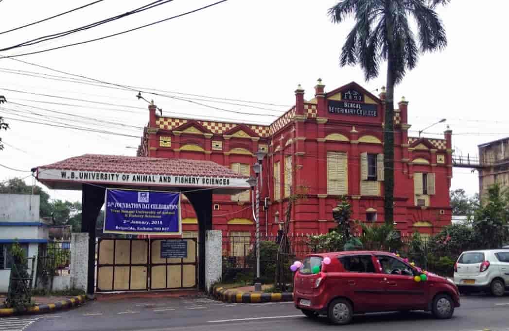 belgachia animal hospital