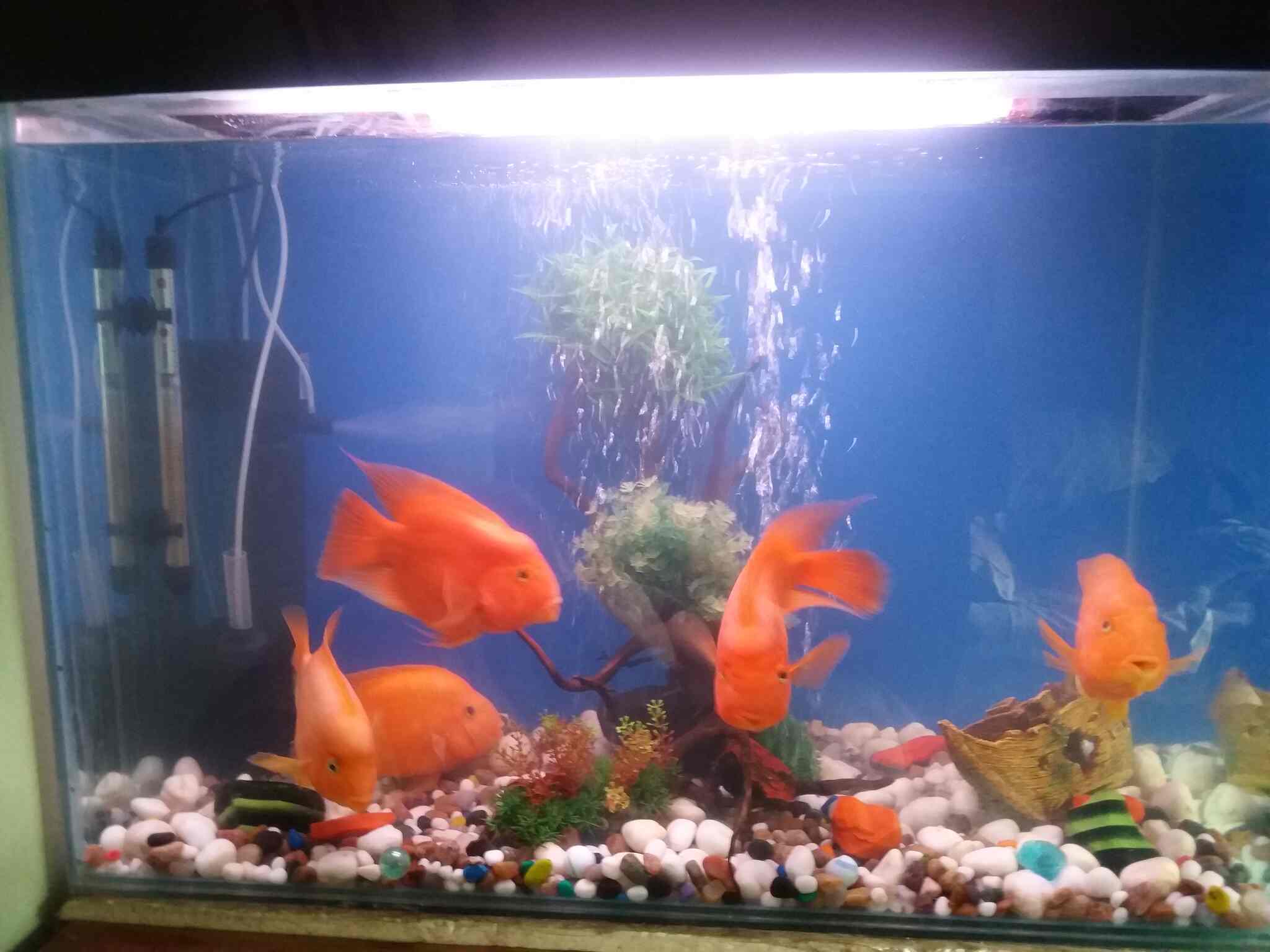 aqua pet shop near me