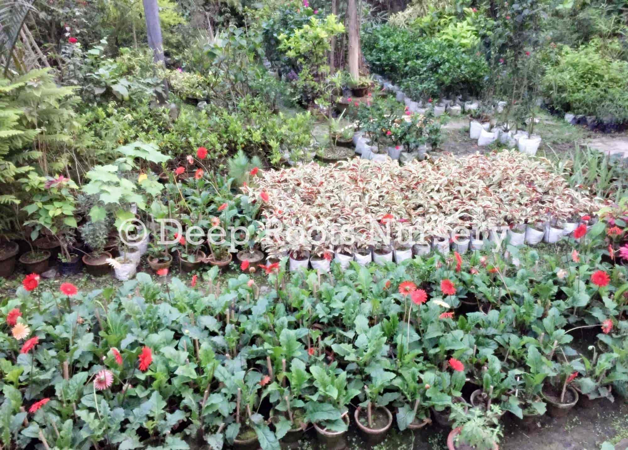 Deep Roots Nursery Bansdroni Lawn Gr Dealers In Deep Roots Nursery Bansdroni Lawn Gr Dealers In