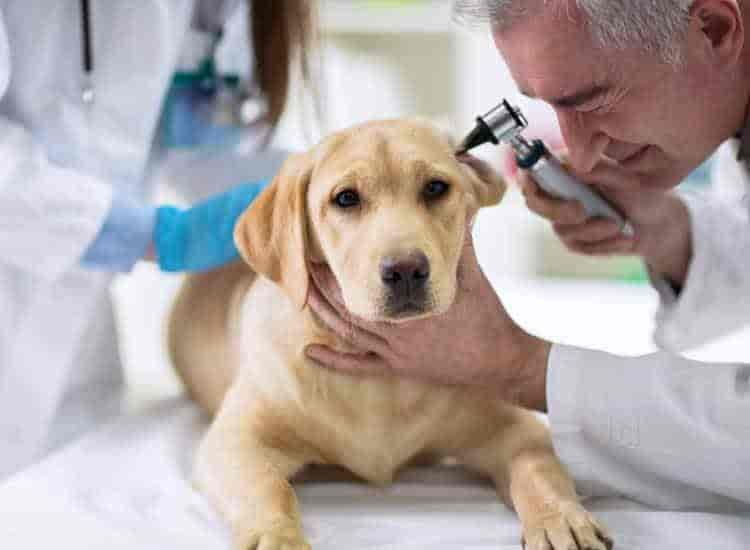 Veterinary doctor best sale in behala