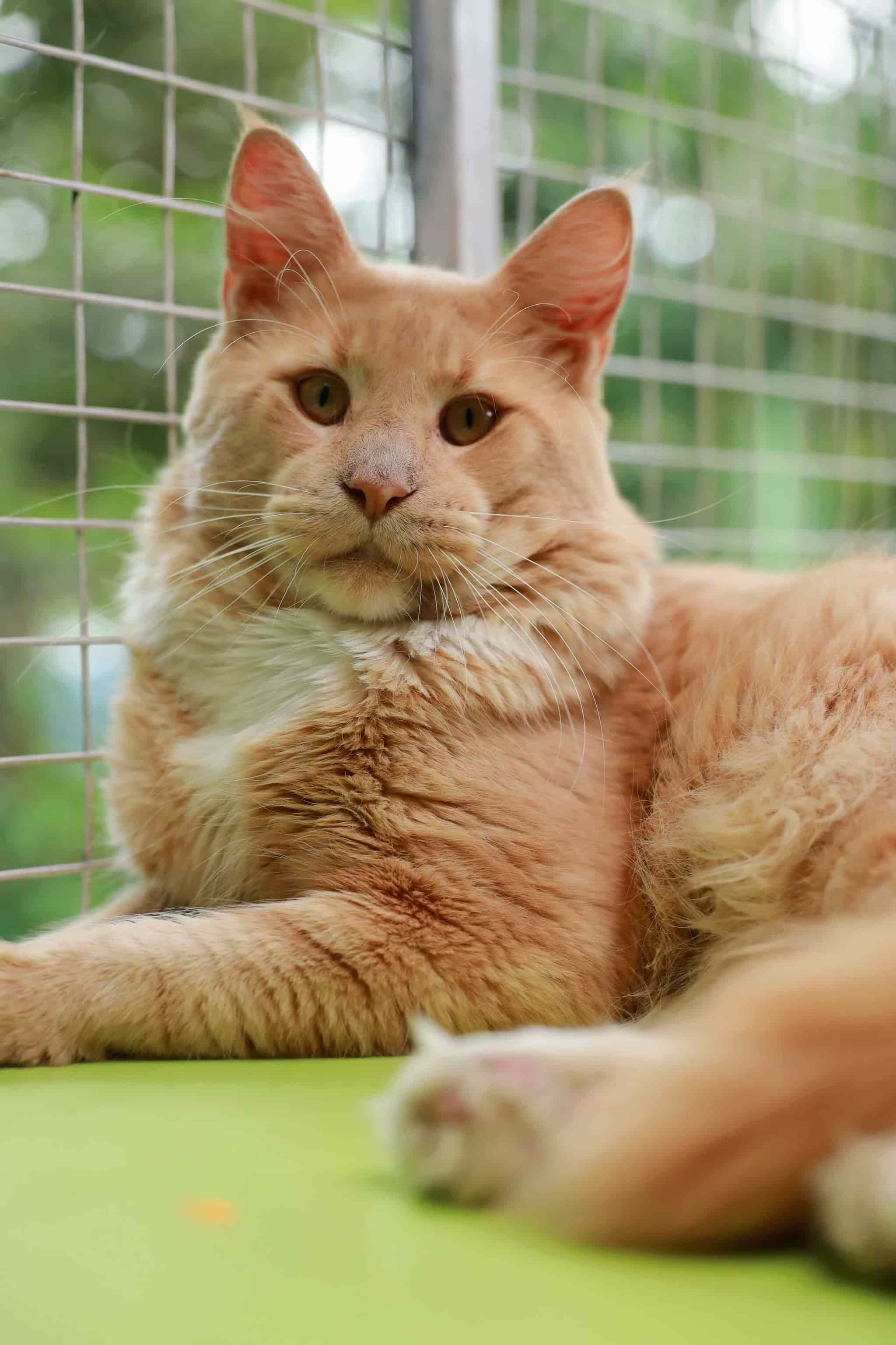 Royal Maine Coon Cat Cattery in Vengara,Kollam - Best Pet Shops near me in  Kollam - Justdial