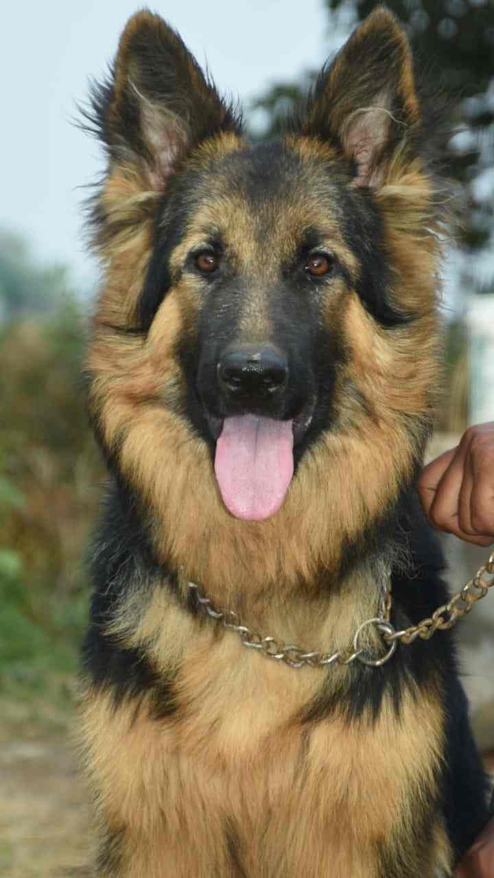 gsd kennels
