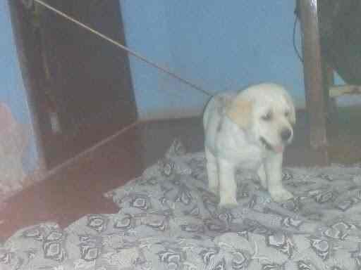 Voodoo Wolf Dog Training Centre Training Centres In Kottayam Justdial