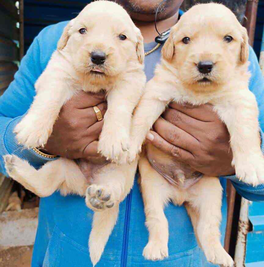 Royal Dogs Kennel Balaji Nagar Dog Kennel Dealers In Kurnool Justdial