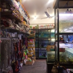 Royal Pet Shop, Gomti Nagar - Pet Shops in Lucknow - Justdial