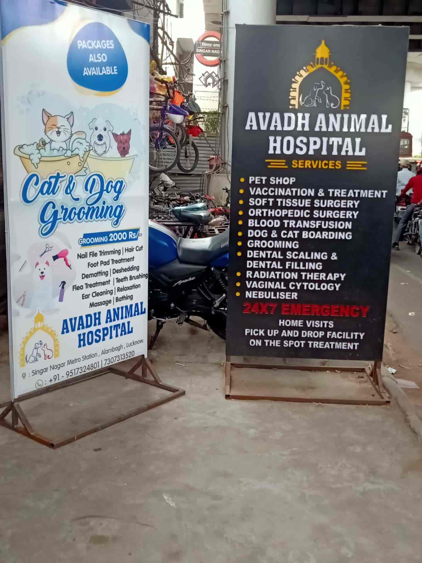 Lucknow Cat Check Up Near Me Lucknow Nearest Veterinarian To Me Animal Hospital Home Visit Veterinary  Doctor Lucknow Best Cat