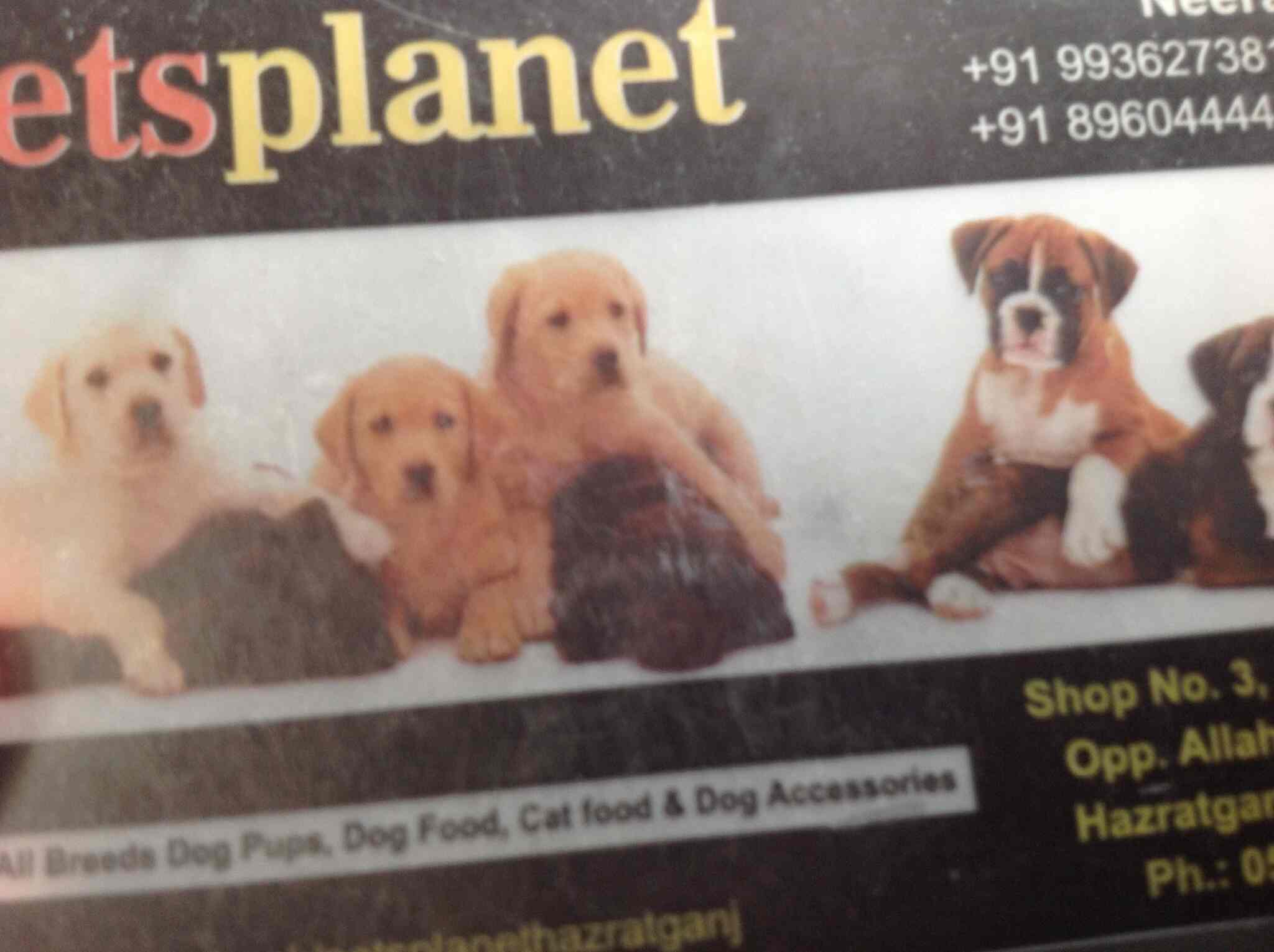 Dogs Cat Pet Shop Lucknow Uttar Pradesh Shop Poin