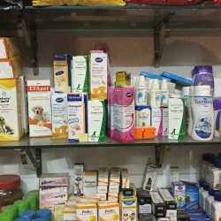 Dogs & Cat Pet Shop, Aashiyana - Pet Shops For Dog in Lucknow - Justdial