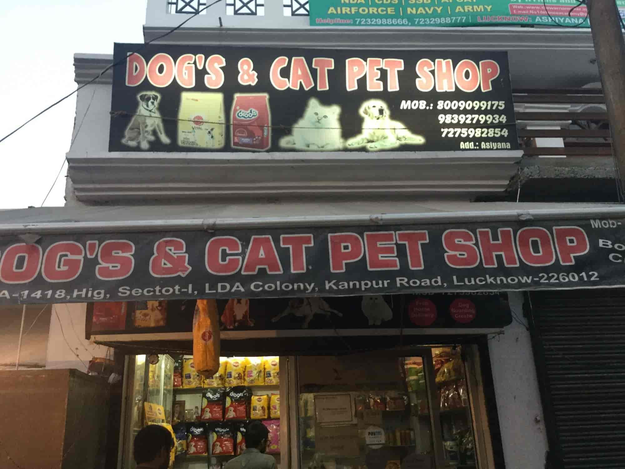 Dogs & Cat Pet Shop, Aashiyana - Pet Shops For Dog in Lucknow - Justdial