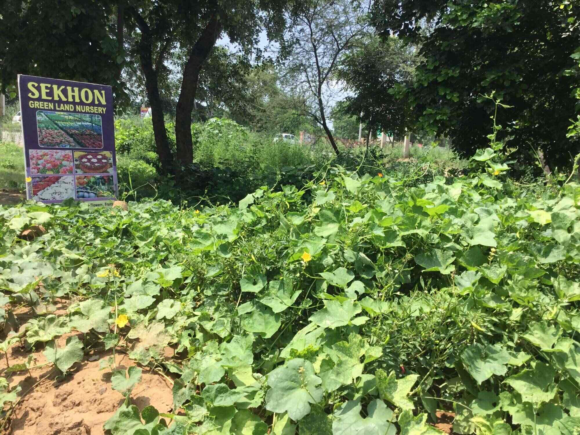 Sekhon Hi Tech Plants World Nursery Photos Baddowal Ludhiana Plant Nursery Sekhon Hi Tech Plants World Photos Baddowal