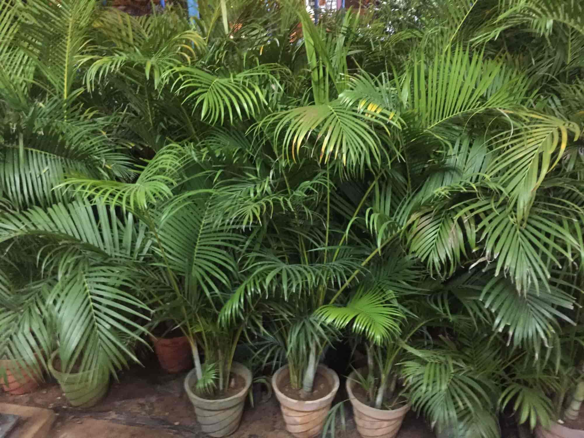 Vivek Nursery Garden Photos Palanganatham Madurai Pictures Vivek Nursery Garden Photos Palanganatham Madurai Plant Nurseries