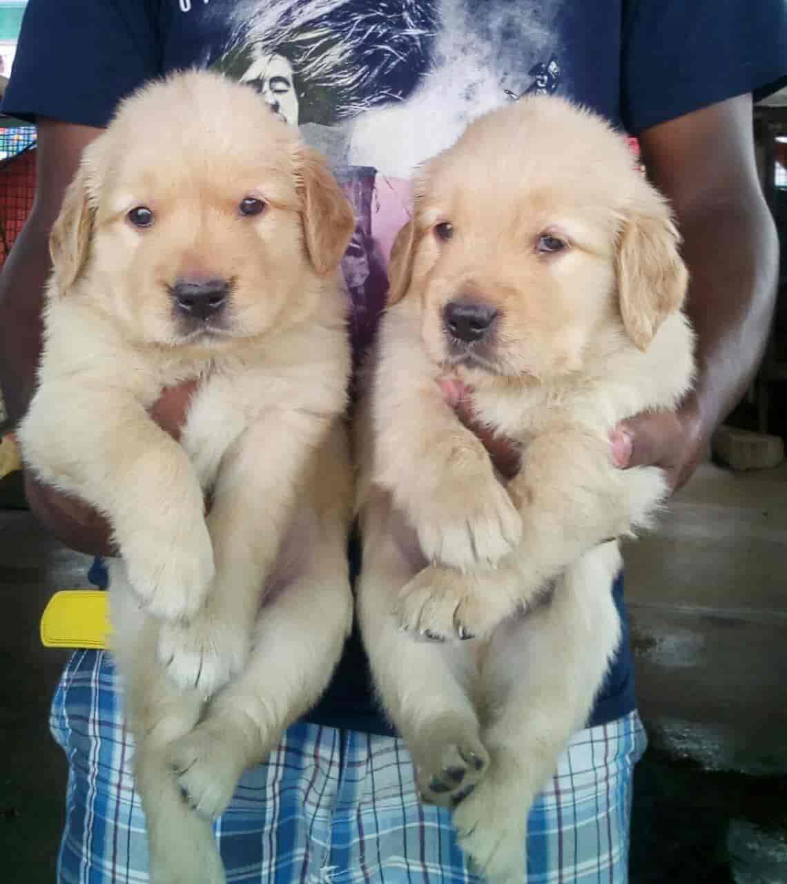 Dream Dog Kennel Ballalbagh Dog Kennel Dealers In Mangalore Justdial