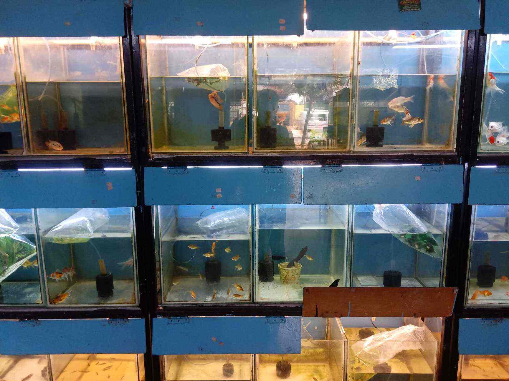 creatures pet shop