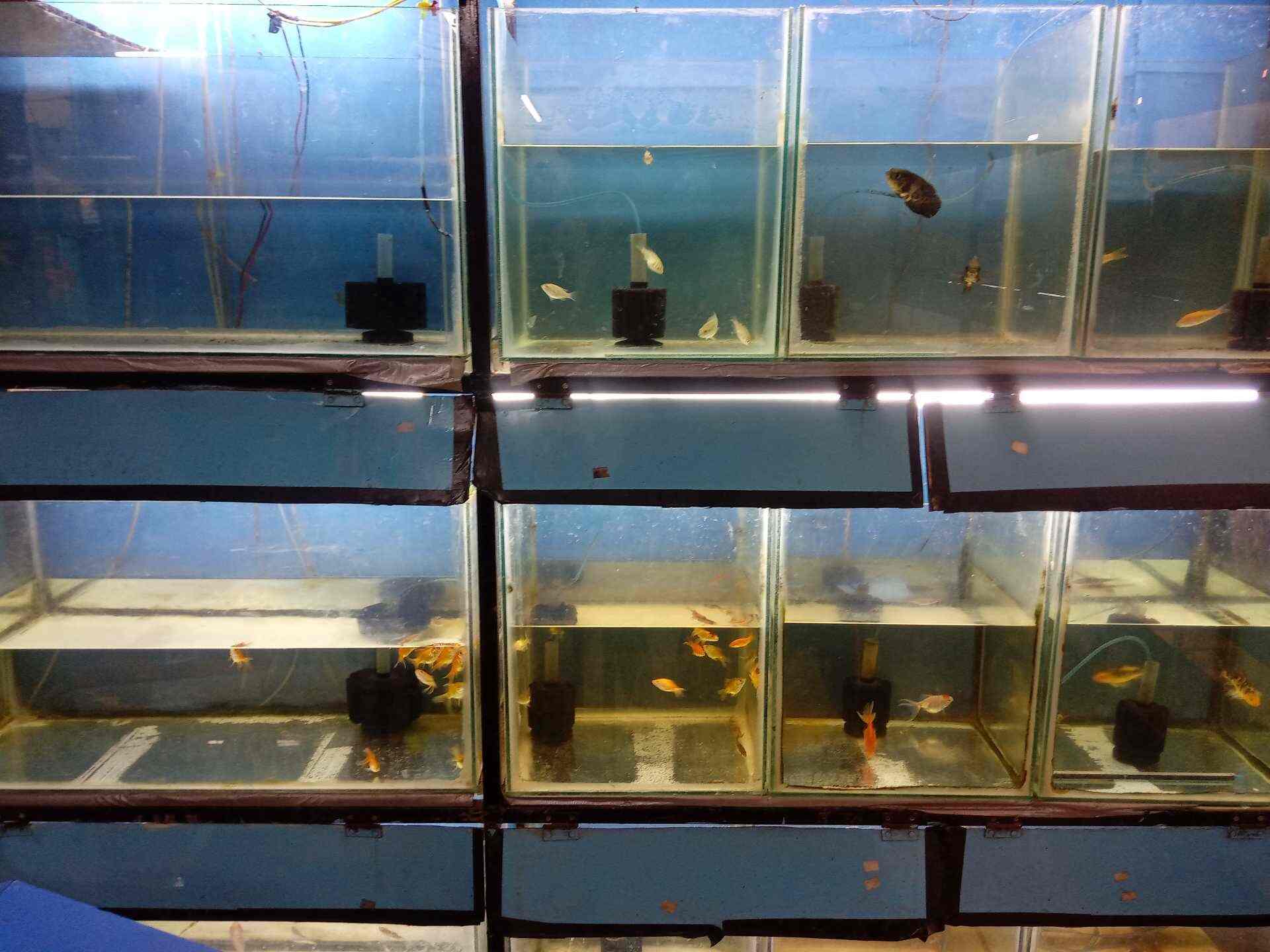 creatures pet shop
