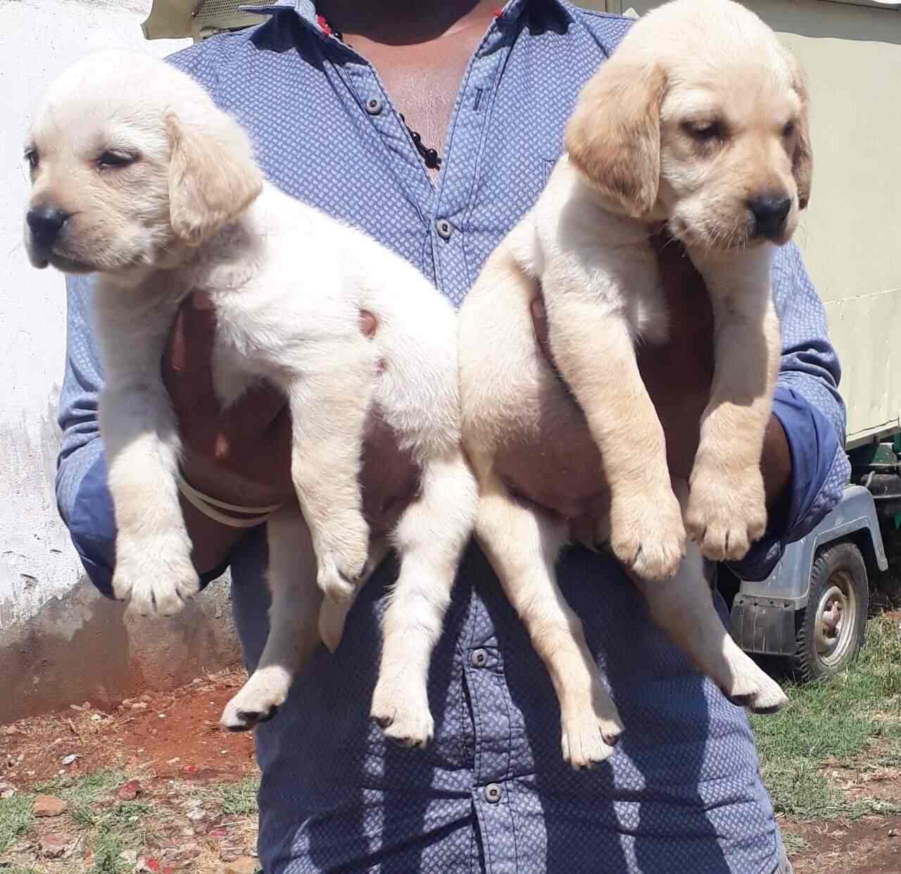 Doggy Deal Mangalore Kulai Pet Shops In Mangalore Justdial