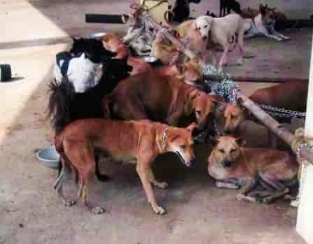 Animal Care Trust Pandeshwar Animal Welfare Organisations In Mangalore Justdial
