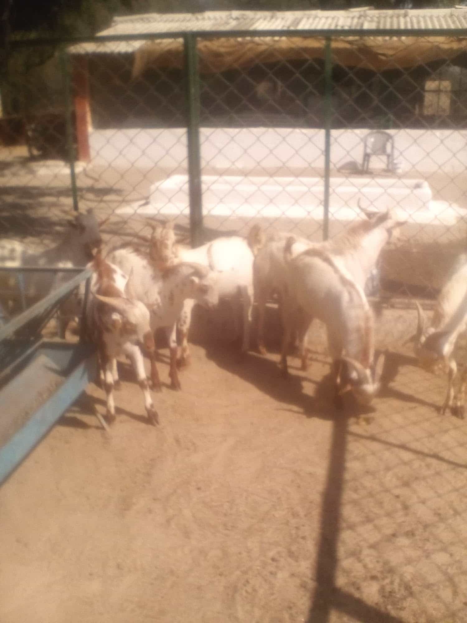 Central Institute For Research On Goats in Farah,Mathura - Best Institutes  near me in Mathura - Justdial
