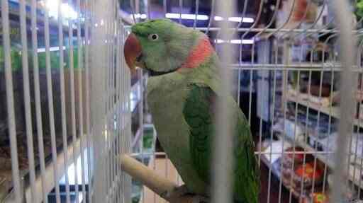 parrot pet shop near me