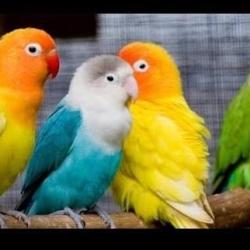 parrot pet shop near me