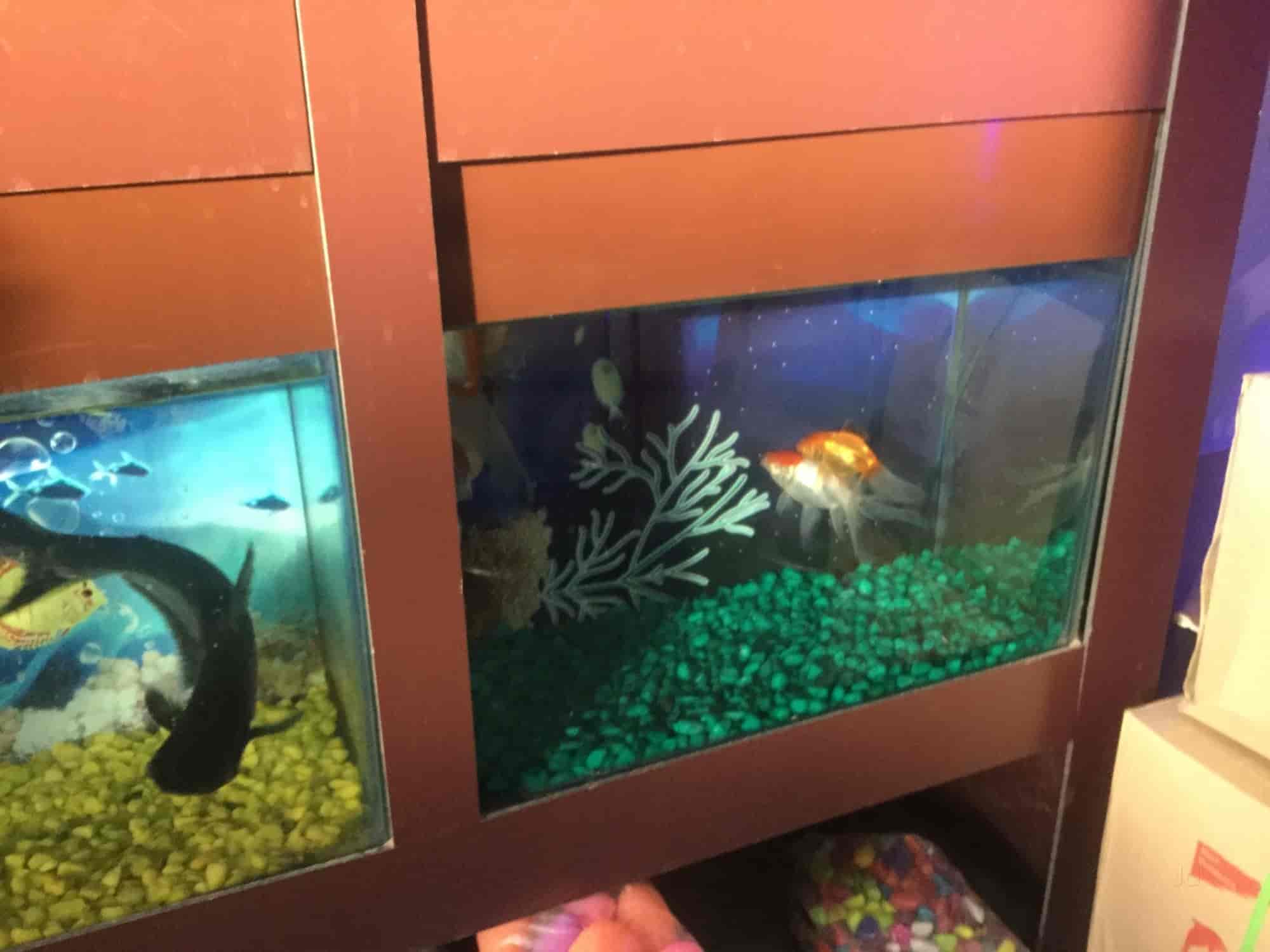 Best nearest fish tank shop 2025 - Main Image