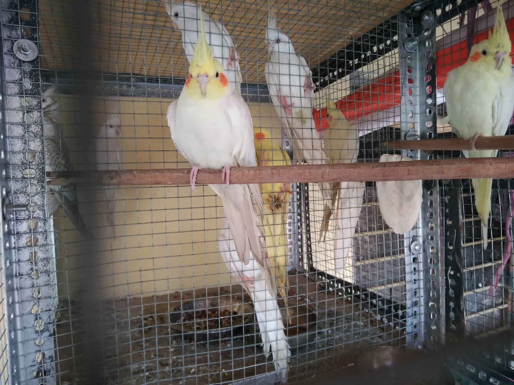 cockatiel bird farm near me