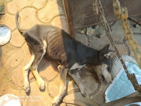 Jeevdaya Mangal Vardhini Ghatkopar East Animal Welfare Organisations In Mumbai Justdial