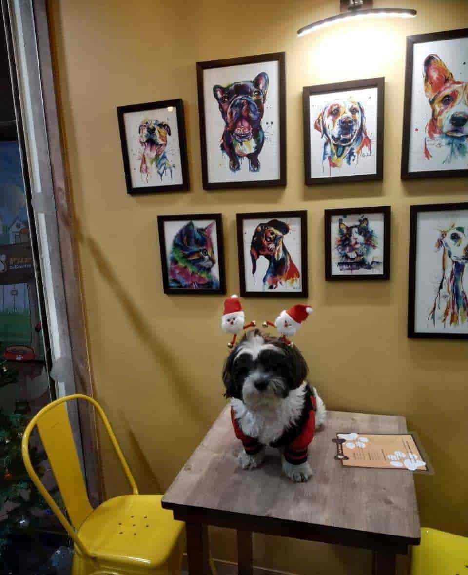 hedgehog accessories amazon