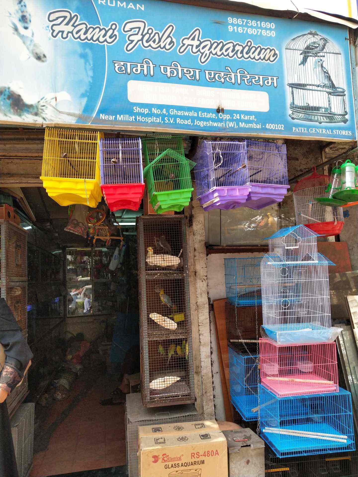 Fish Pet Stores Near Me Black Kuhli Loach For Sale Live