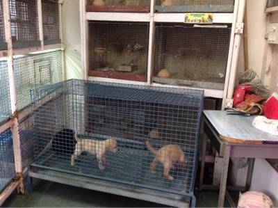 Animal Supplier Crawford Market Pet Shops In Mumbai Justdial Business listings of pet food, huhtamaki pet food manufacturers, suppliers and exporters in mumbai, पालतू पशु का भोजन विक्रेता, मुंबई, maharashtra along mumbai birds shop no.