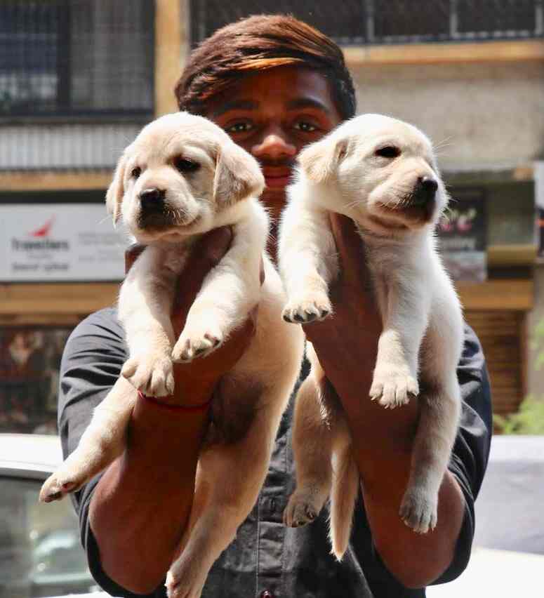 pet shop in kharghar