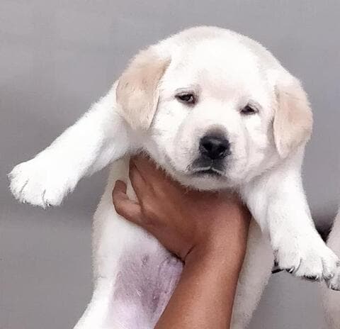 pet shop in kharghar